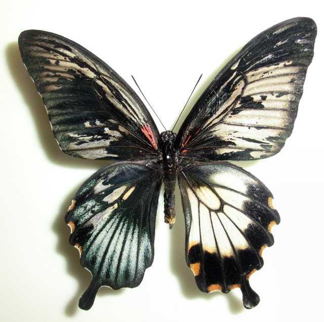 Papilio Gynandromorph 03 (Internet Image property of respective owner, non-commercial use only)